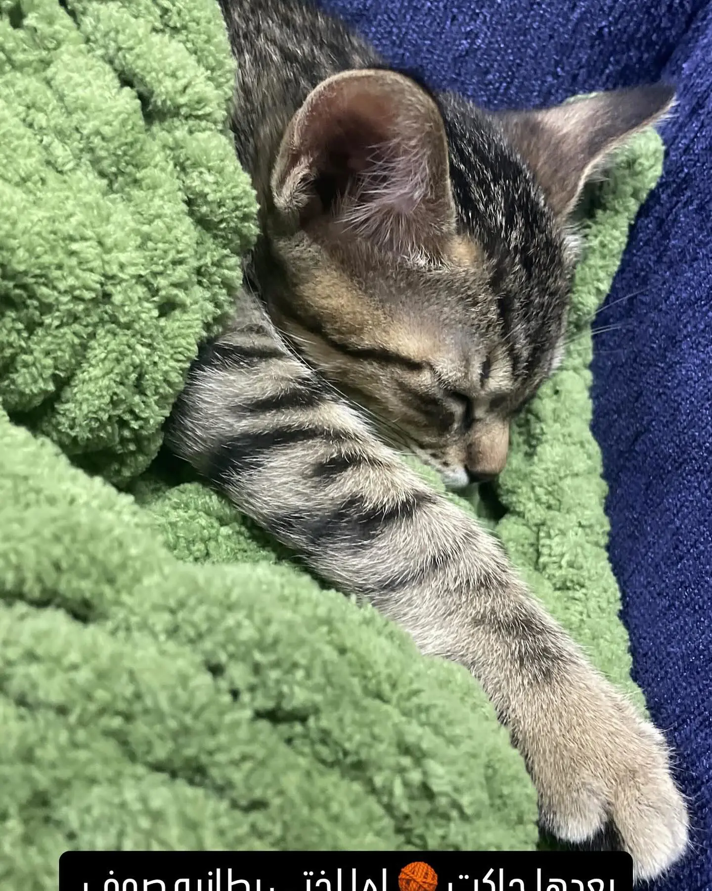 رعاية الحيوانات